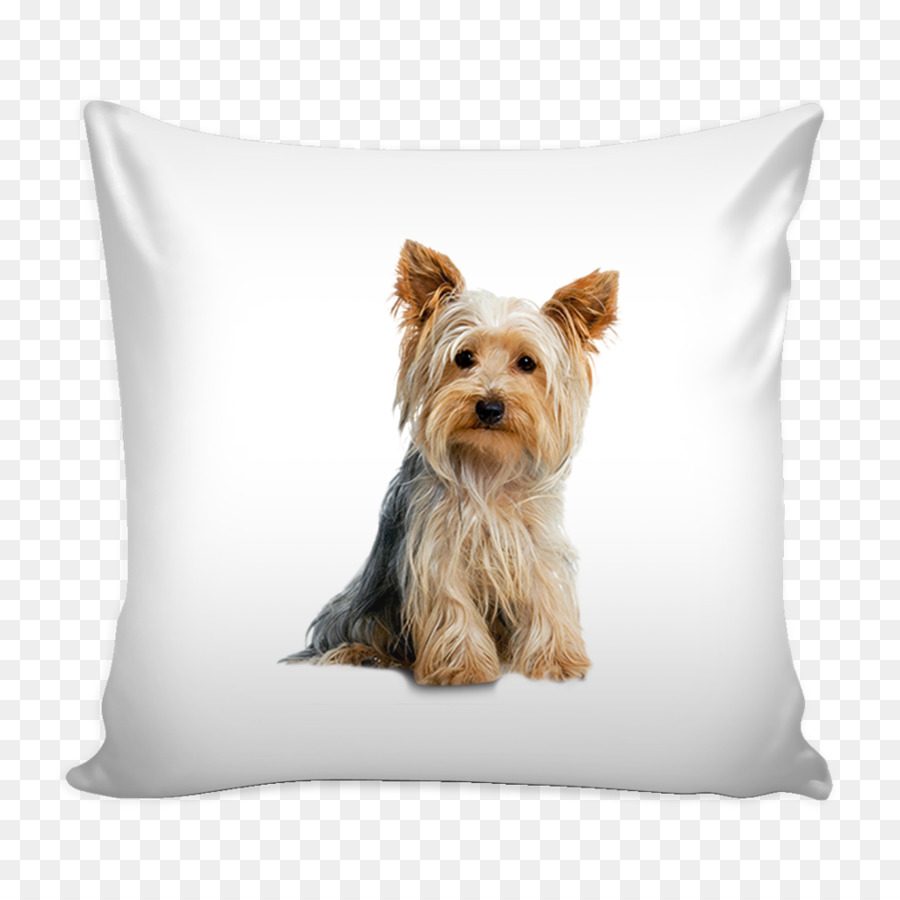 Yorkshire Terrier，Australiano Silky Terrier PNG