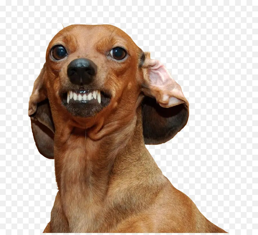 Dachshund，Cão Dálmata PNG