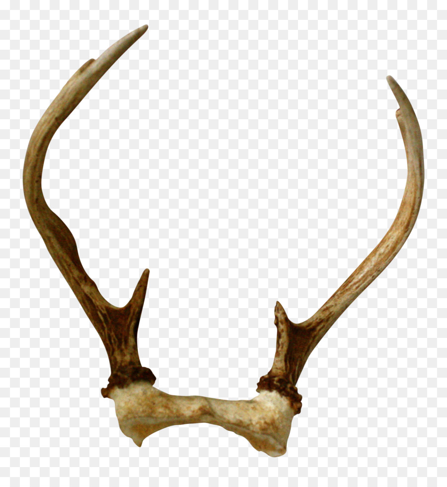 Antler，Veado PNG