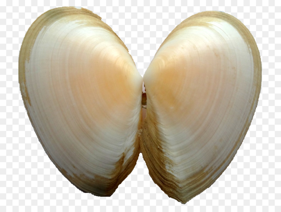 Berbigão，Clam PNG