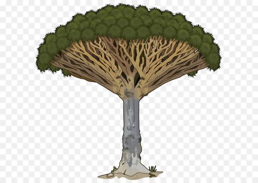 árvore，Dracaena Draco PNG