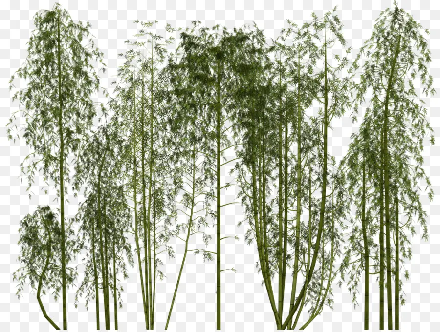 Bambu，Floresta PNG