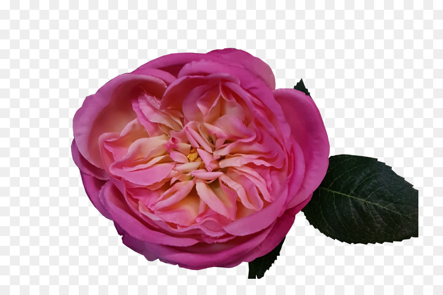 Flor Rosa，Florescer PNG