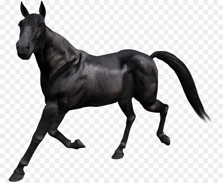 Cavalo Corredor Preto，Equino PNG