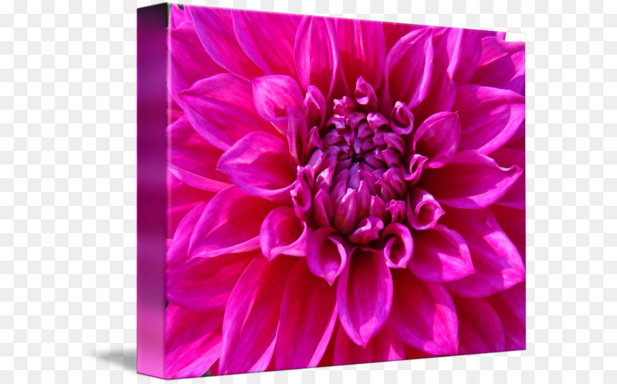 Dahlia，Crisântemo PNG