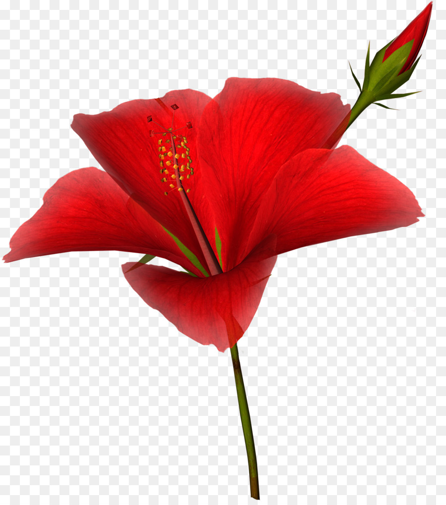 Flor Vermelha，Florescer PNG