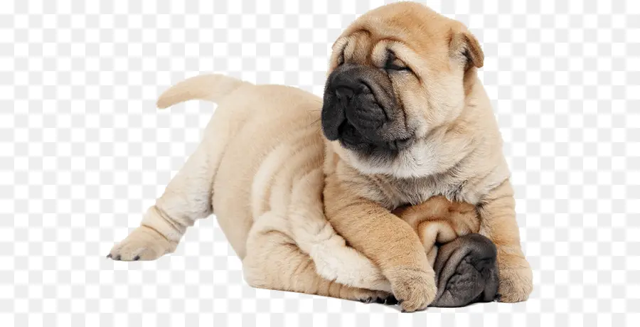 Shar Pei，Filhote De Cachorro PNG