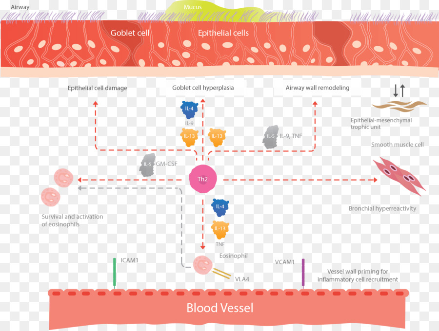 A Inflamação，A Eosinofilia PNG