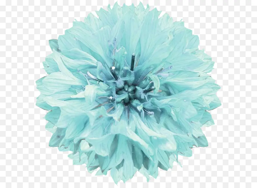 Flores De Corte，Turquesa PNG