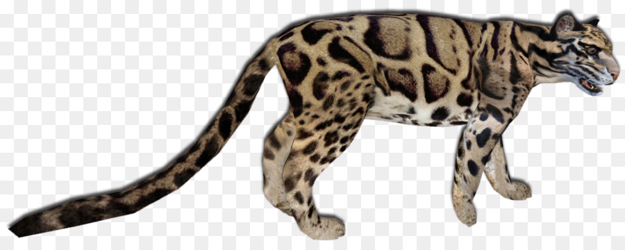 Gato，Leopardo PNG