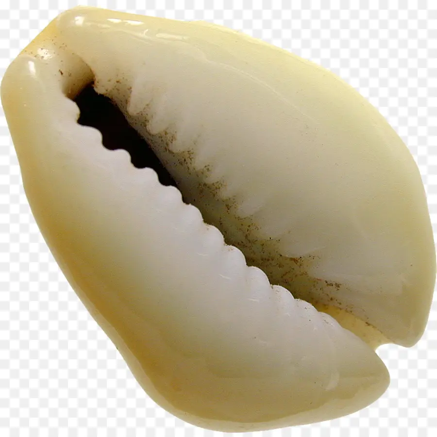 Seashell，Cowry PNG