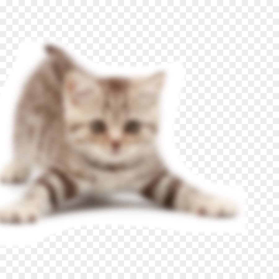 Gato，Gatinho PNG