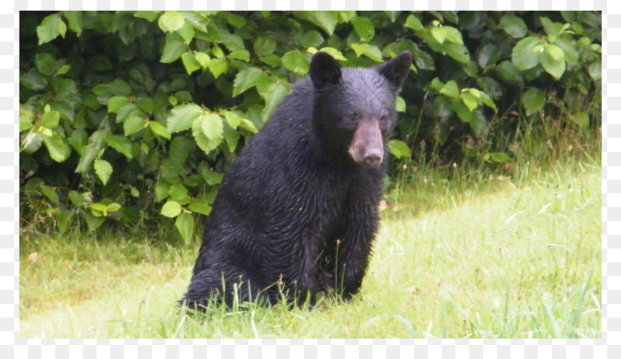 Americano Urso Preto，Urso PNG