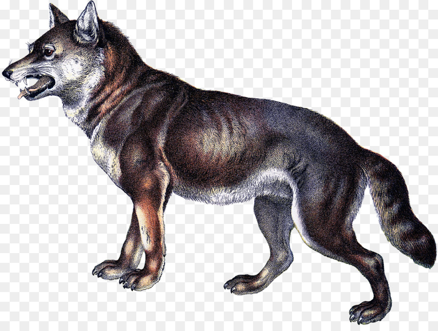 Saarloos Wolfdog，Checoslováquia Wolfdog PNG