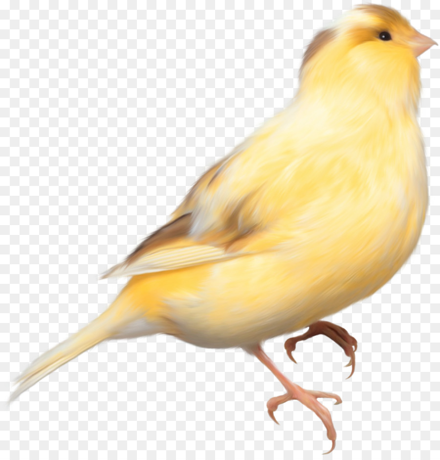 Pássaro Amarelo，Poleiro PNG