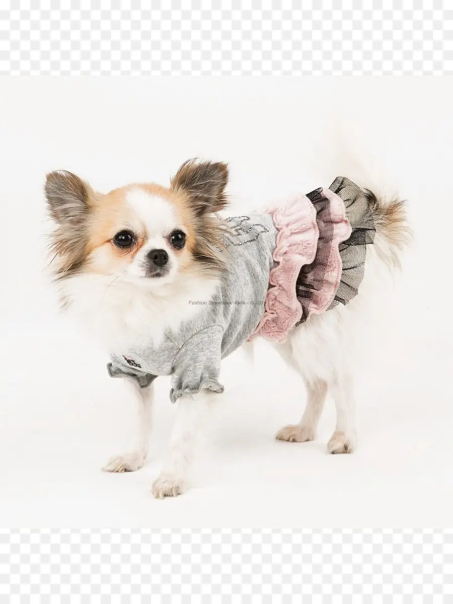 Cachorro Pequeno Vestido，Bonitinho PNG