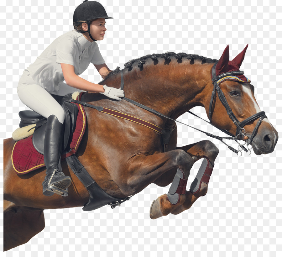 Cavaleiro，Cavalo PNG