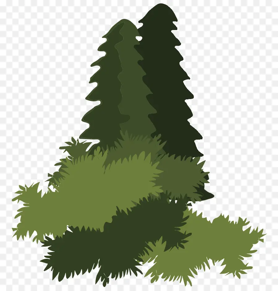 Enfeitar，Abies Religiosa PNG