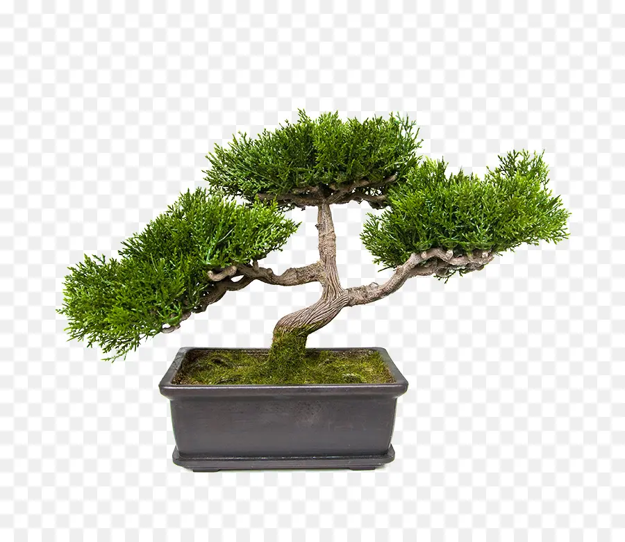 Árvore Bonsai，Miniatura PNG