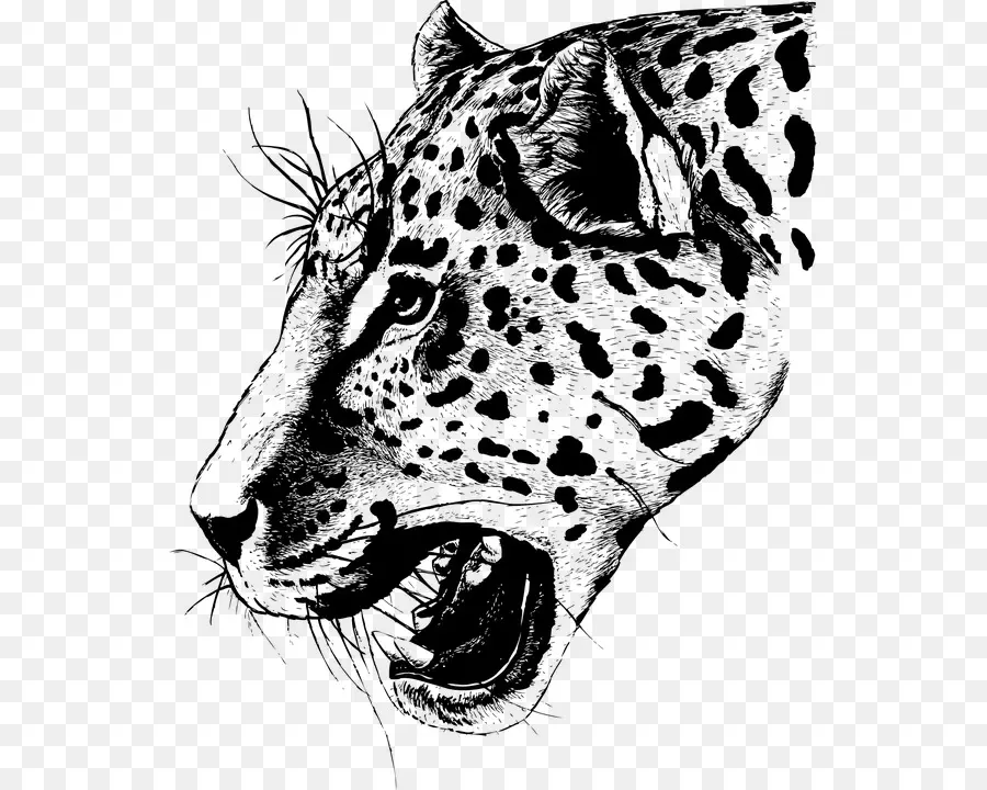 Leopardo，Face PNG