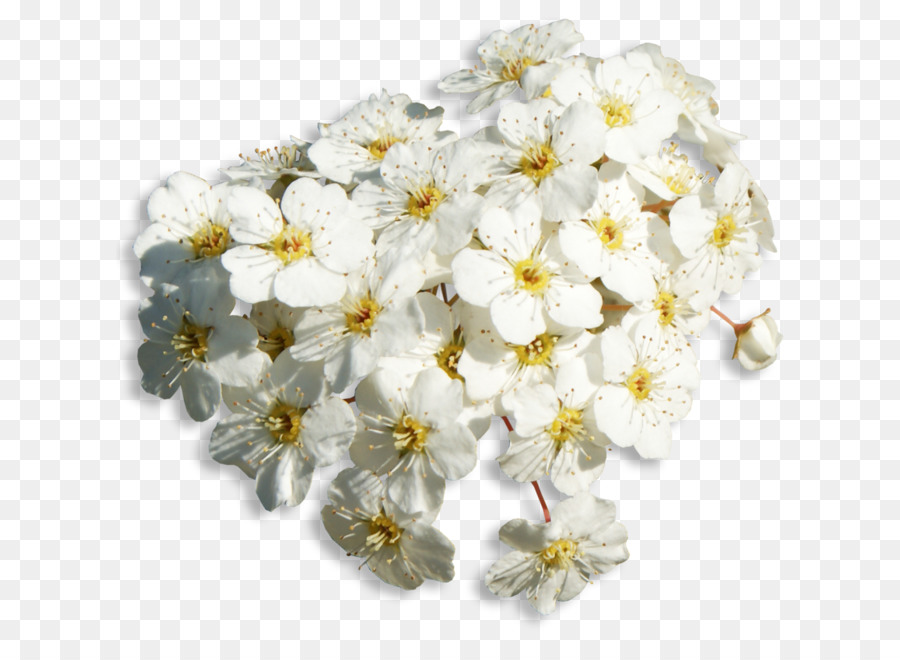 Flor，Blog PNG