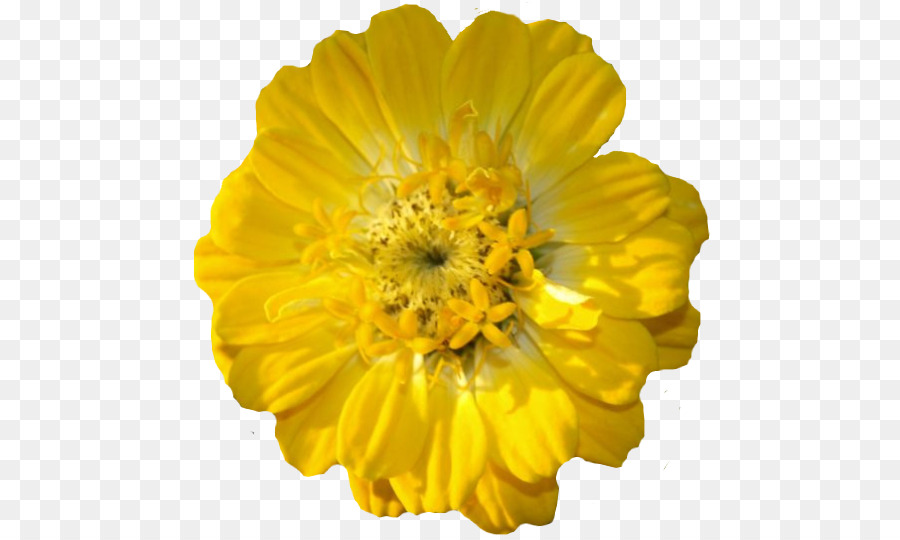 Flor，Amarelo PNG