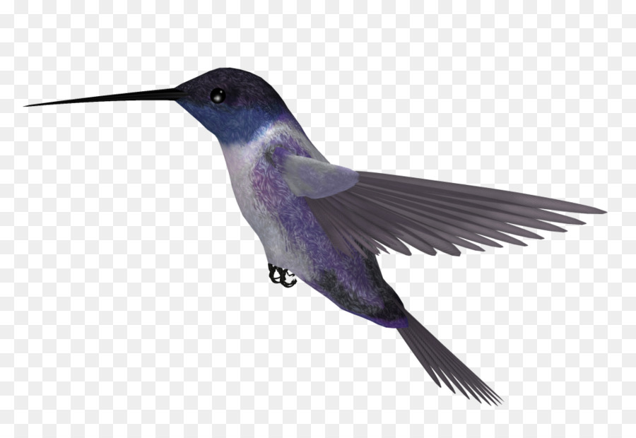 Colibri，Pássaro PNG