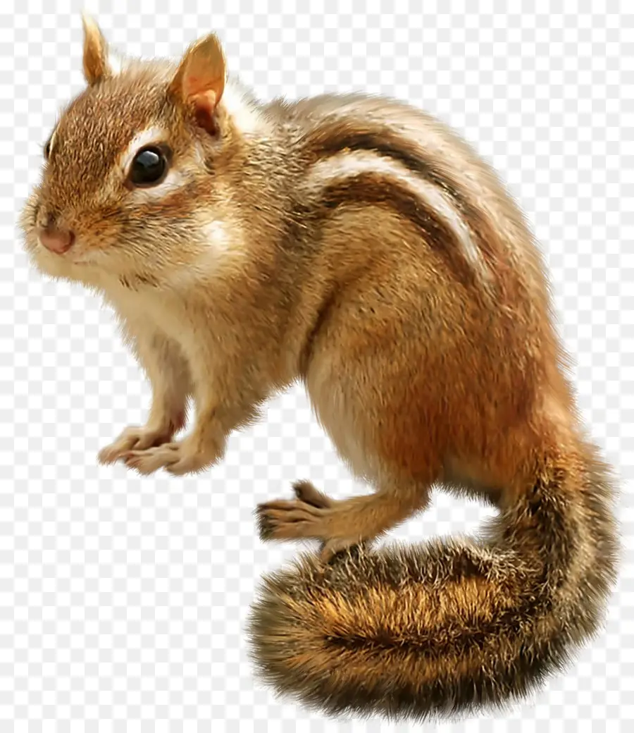 Esquilo，Chipmunk Oriental PNG