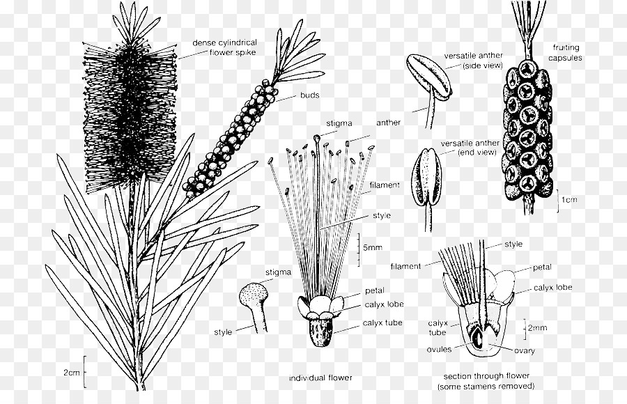 Diagrama De Flores，Botânica PNG