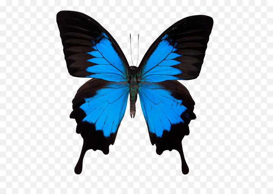 Borboleta，Papilio Ulysses PNG