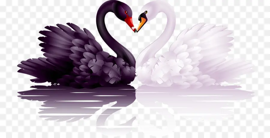 Cisne Negro，Coração PNG