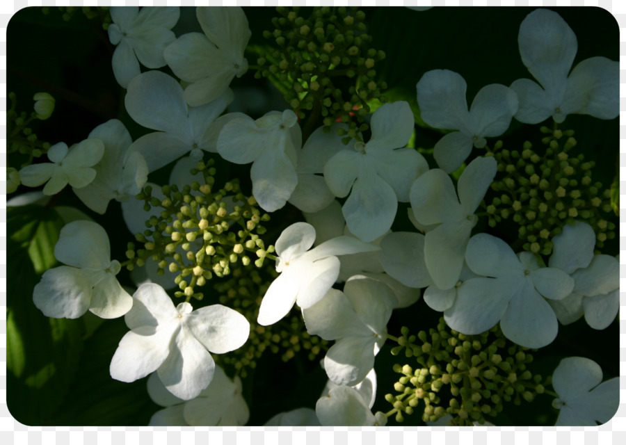 Hortênsia，Viburnum PNG