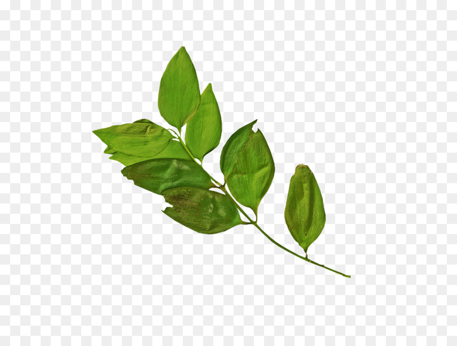 Folhas Verdes，Natureza PNG