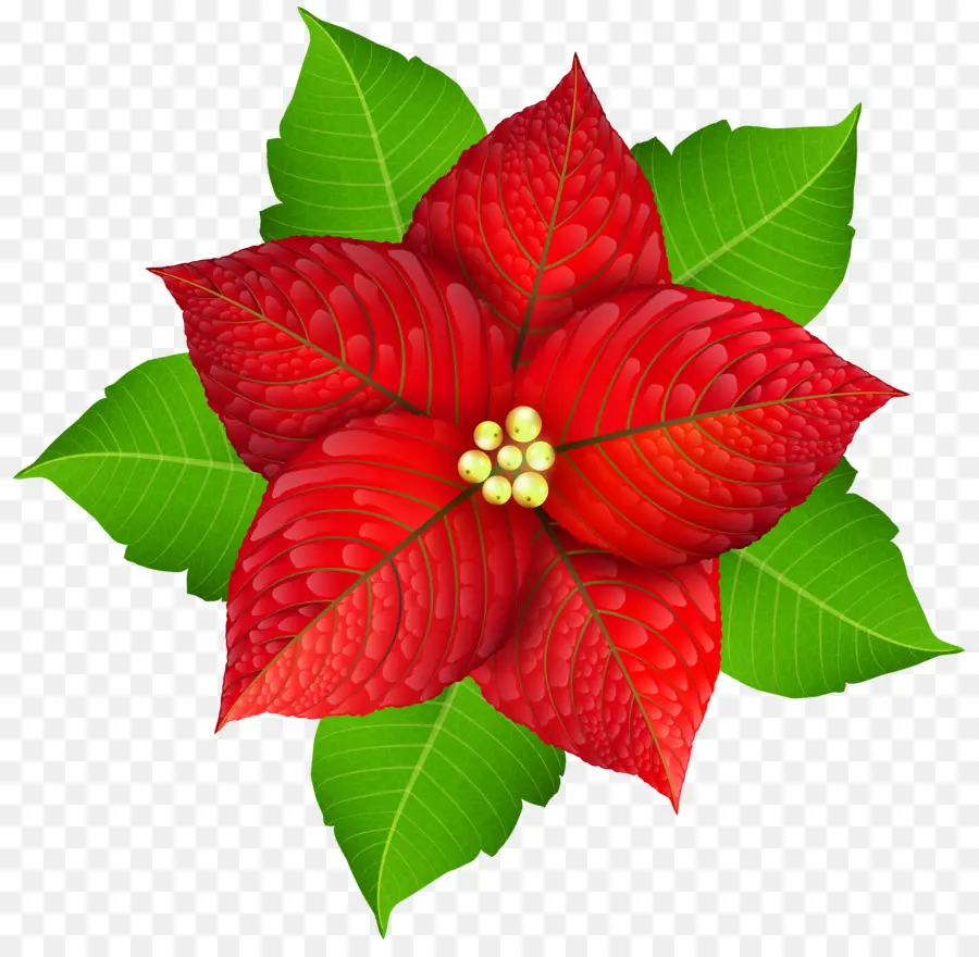 Poinsettia，Natal PNG