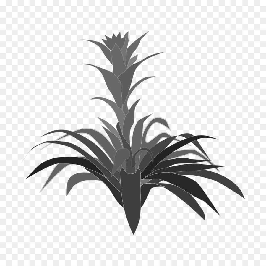 Bromelia，Planta PNG