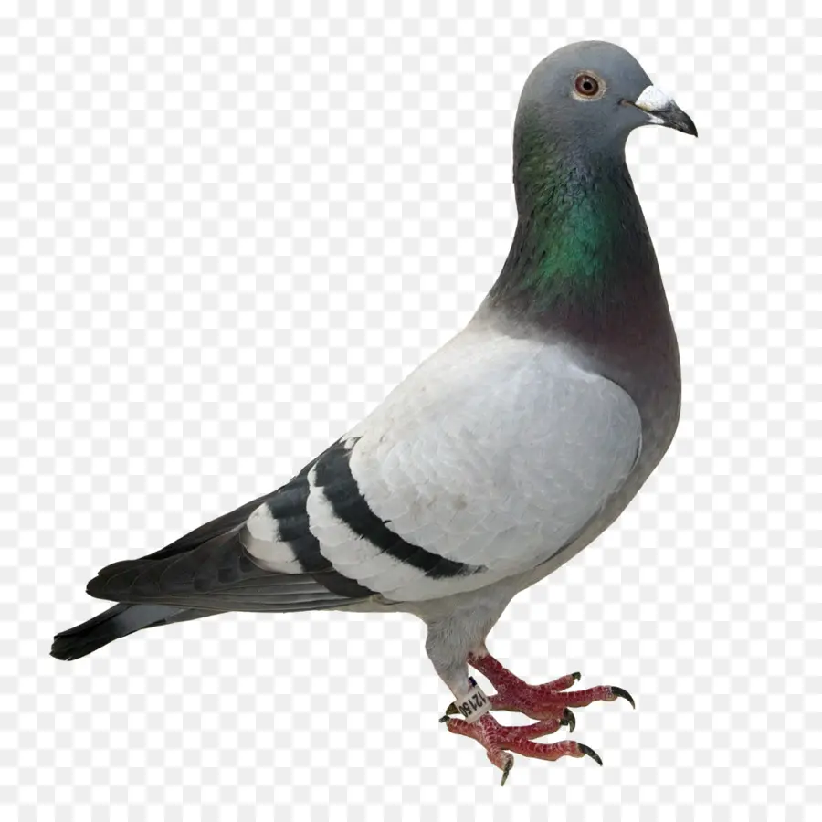 Pombo，Pássaro PNG