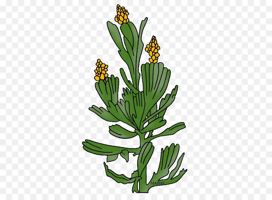 Plantar，Verde PNG