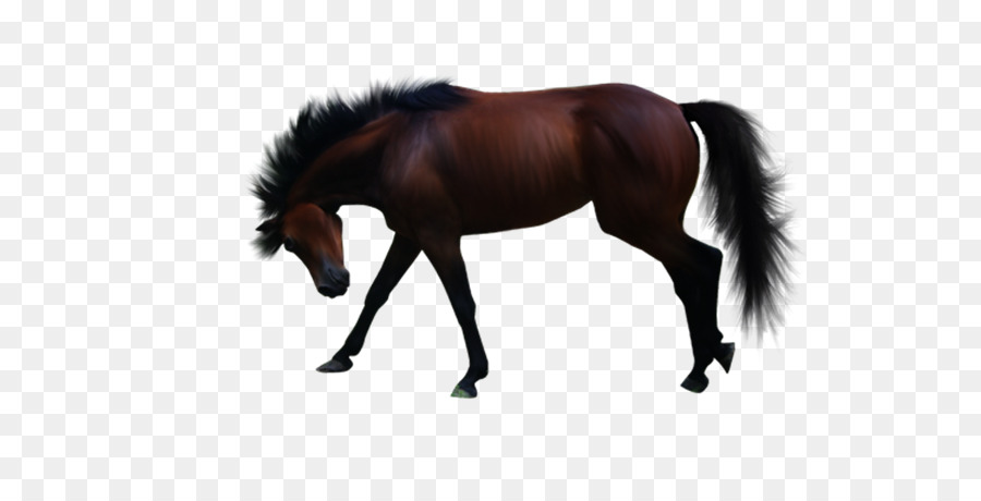 Cavalo Preto，Equino PNG