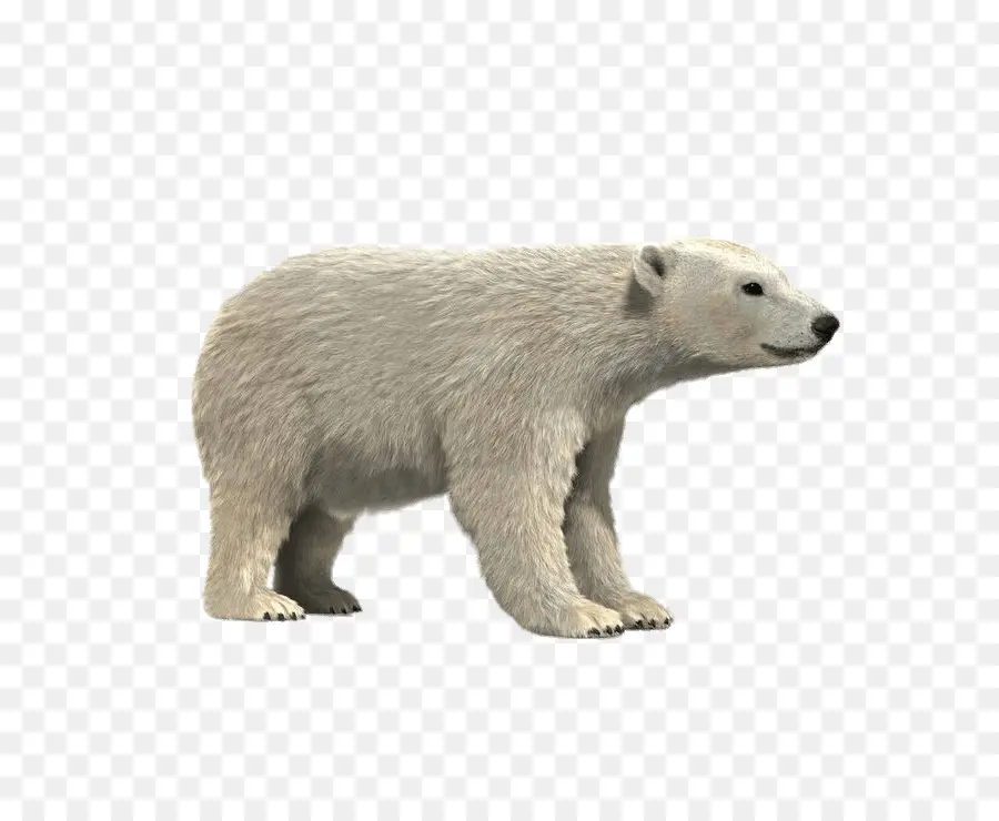 Urso Polar，Urso PNG