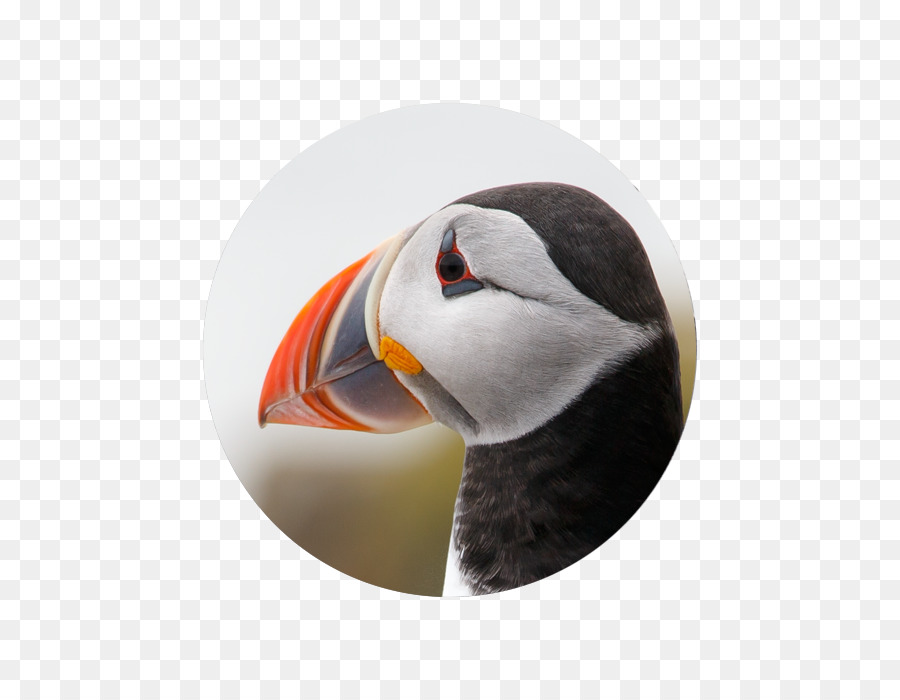 Puffin，Bico PNG