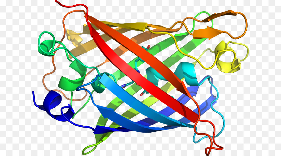 Estrutura Proteica，Biologia PNG