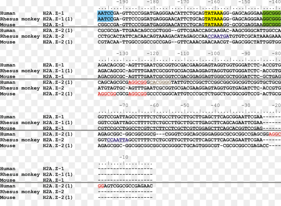Histona H2a，Sequência De ácido Nucleico PNG