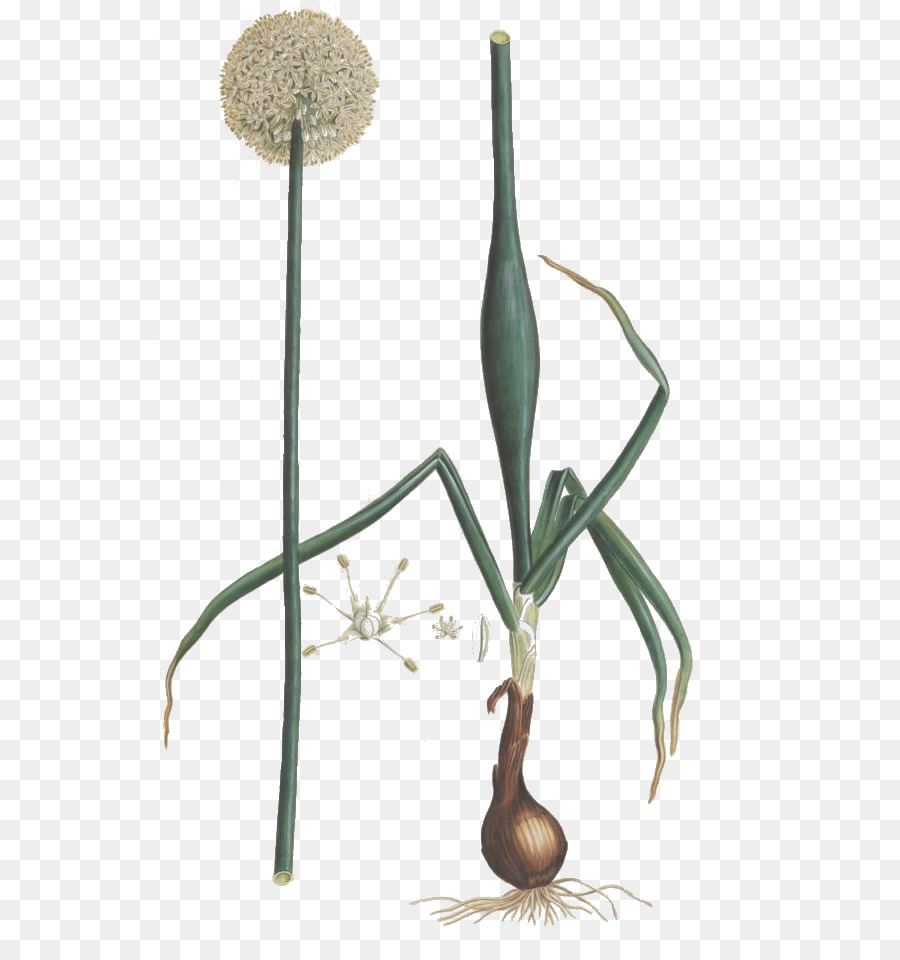 Allium Fistulosum，Flora Graeca Placas 801966 18371840 PNG