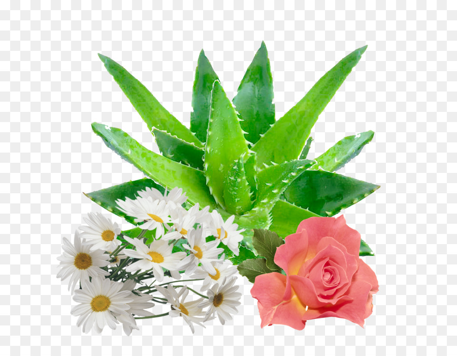 Aloe Vera E Flores，Margarida PNG