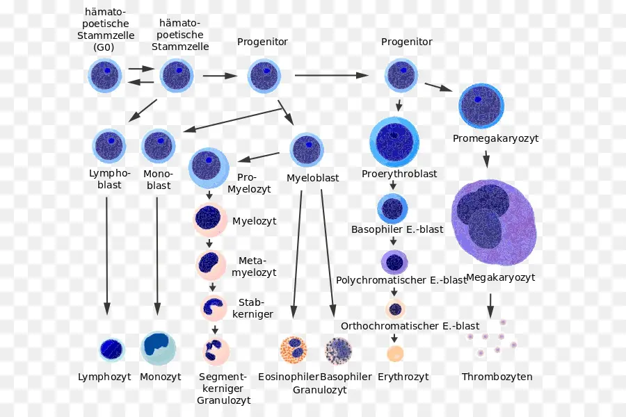 Hematopoiéticas Células Tronco，Células Do Sangue PNG