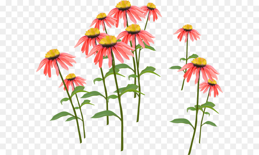 Flores，Florescer PNG