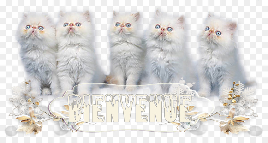 Gatinho，Gato PNG