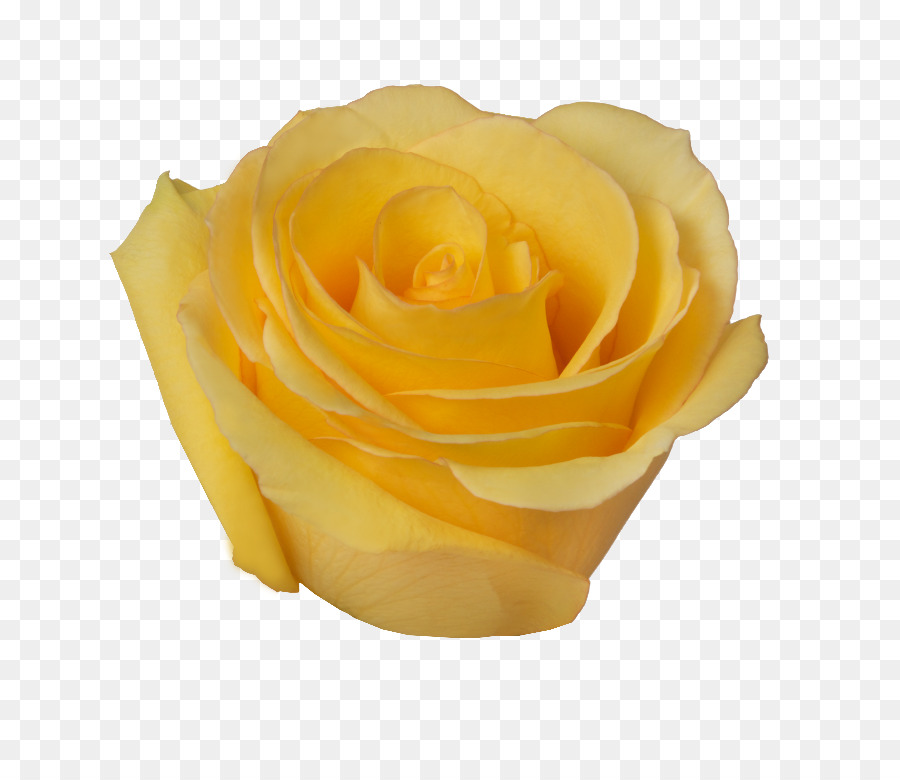 Rosa Pêssego，Florescer PNG