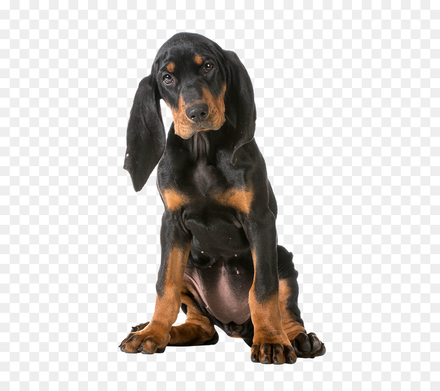 Cachorro Preto E Castanho，Filhote De Cachorro PNG