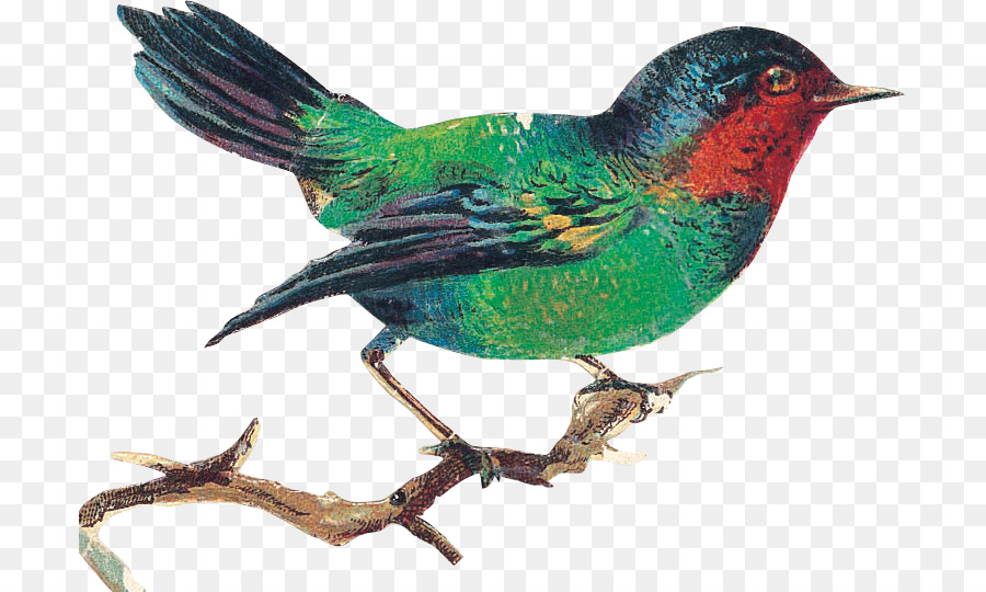 Aves，Cotovia PNG